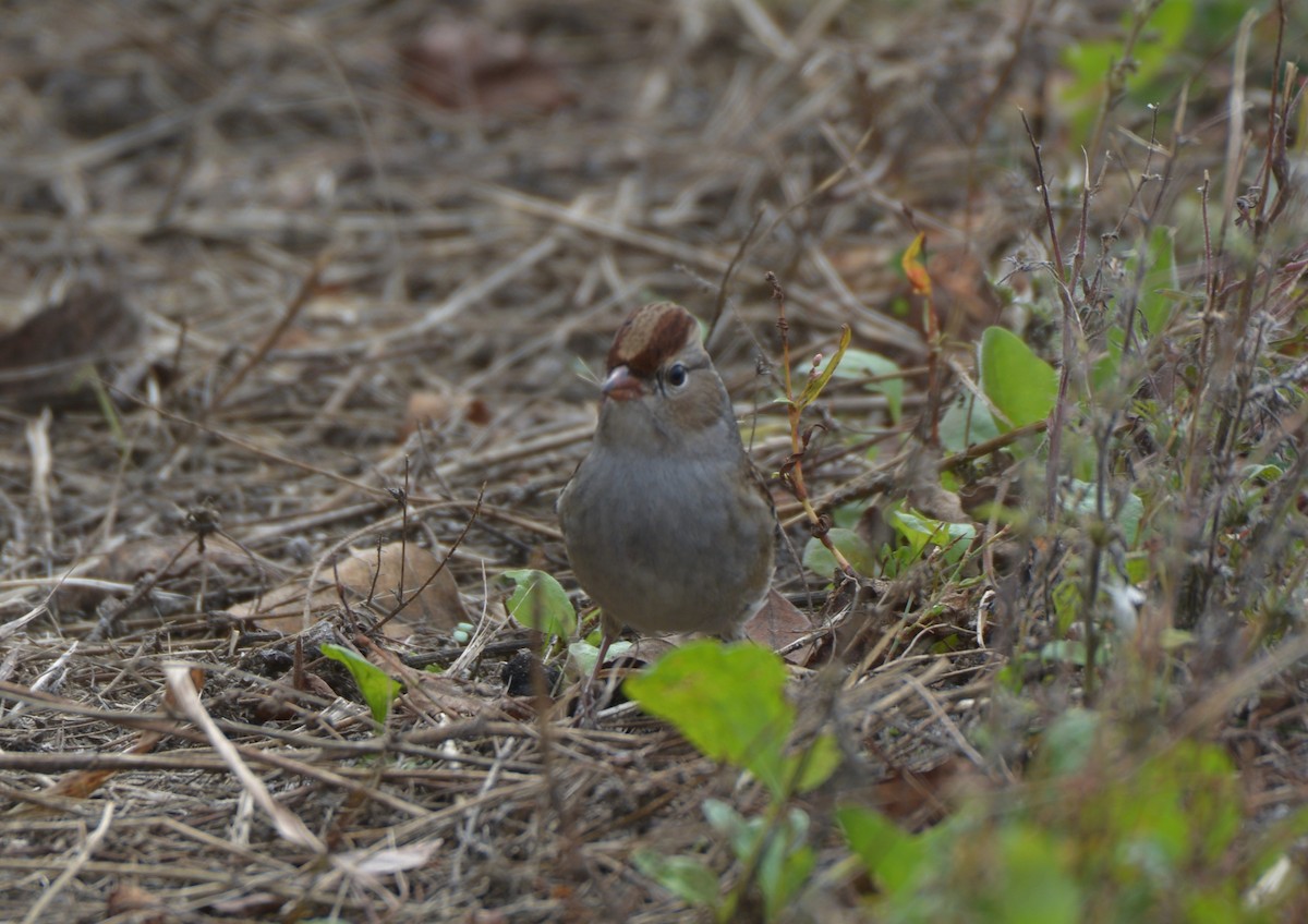 White-crowned Sparrow - ML117613031