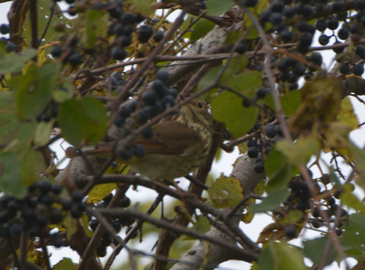 Swainson's Thrush - ML117613181