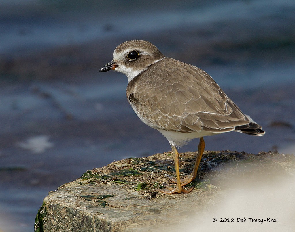 Semipalmated Plover - Deborah Kral