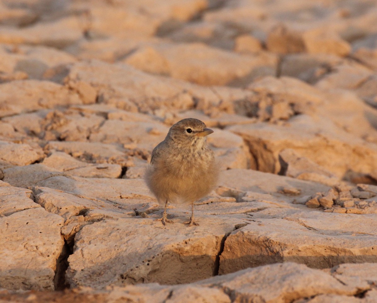 Desert Lark - ML117615511