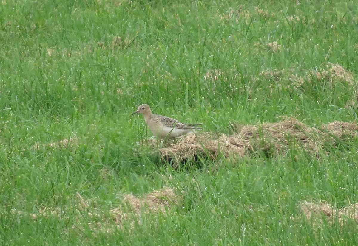 Buff-breasted Sandpiper - ML117616441