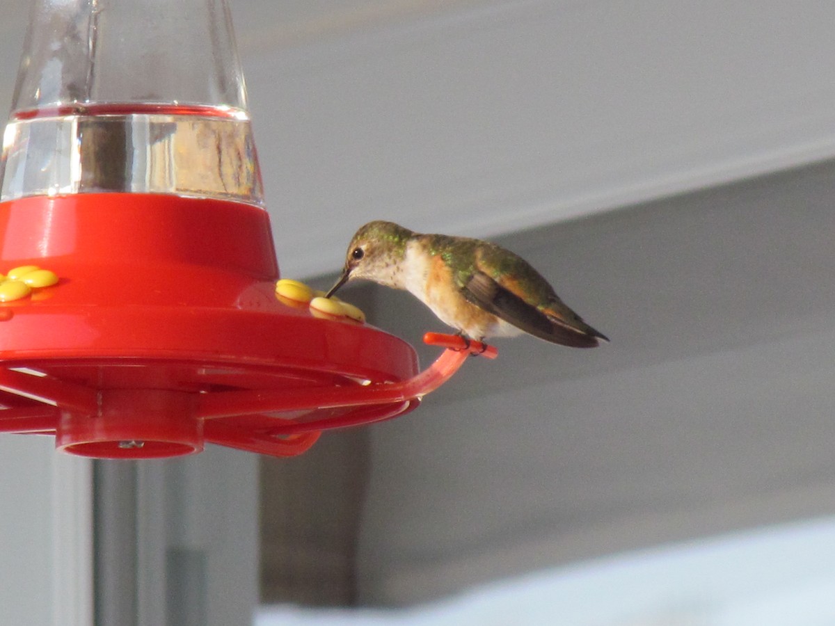 Rufous Hummingbird - Langis Sirois