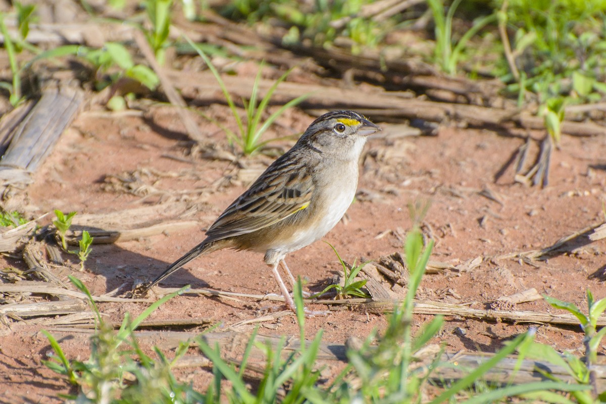 Grassland Sparrow - ML117617151