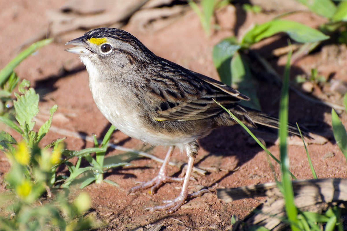 Grassland Sparrow - ML117617161