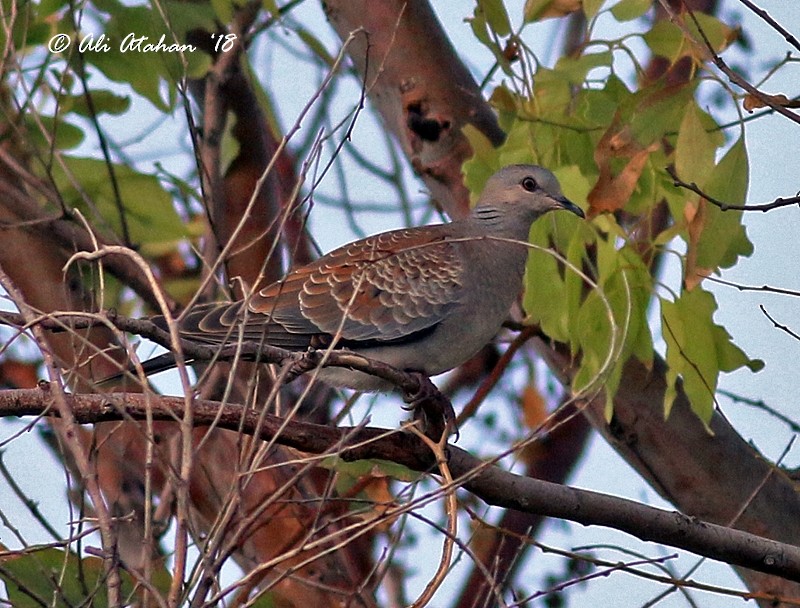 Oriental Turtle-Dove - Ali Atahan