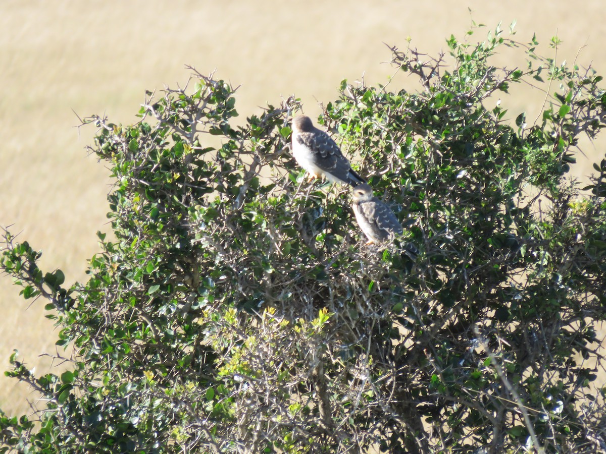 Black-winged Kite - Jane Beseda