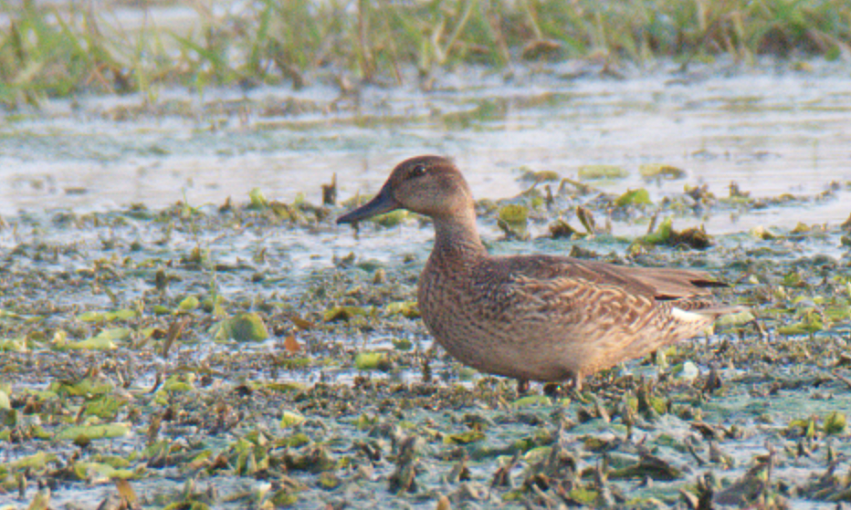 Green-winged Teal (Eurasian) - ML117618941