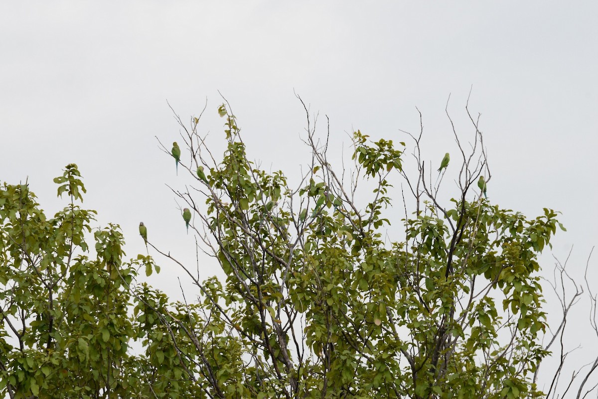 Gül Başlı Yeşil Papağan - ML117619651