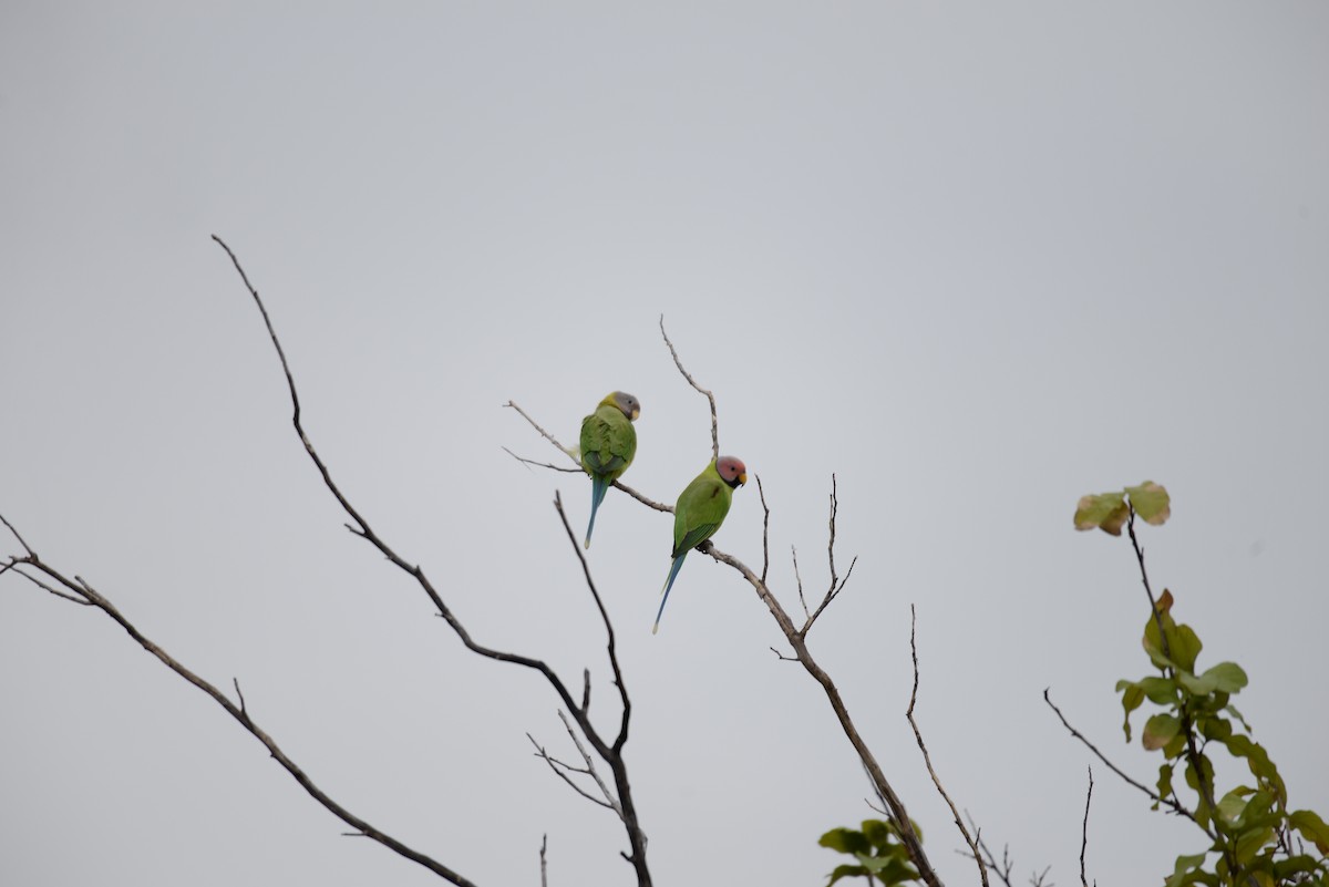 Blossom-headed Parakeet - ML117620121