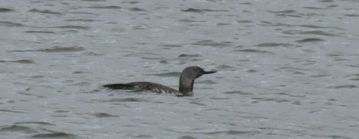 Red-throated Loon - Fran Kerbs