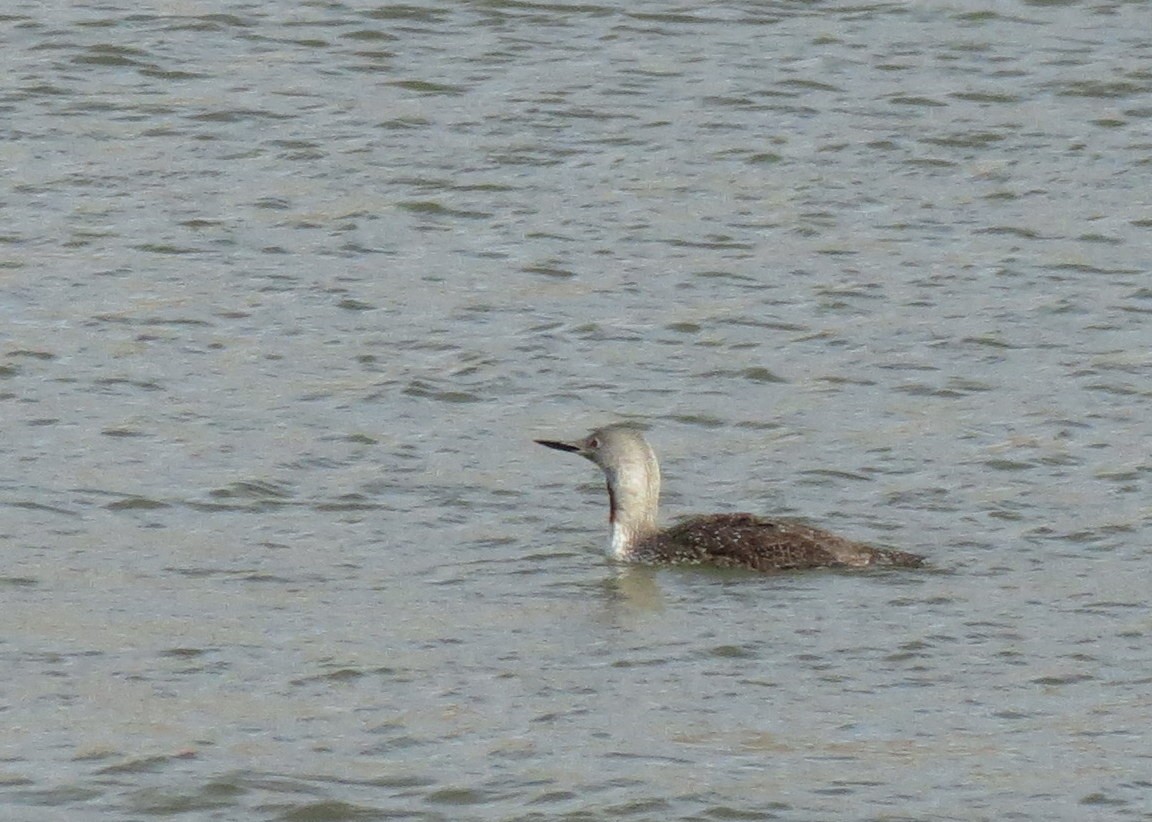 Red-throated Loon - Fran Kerbs