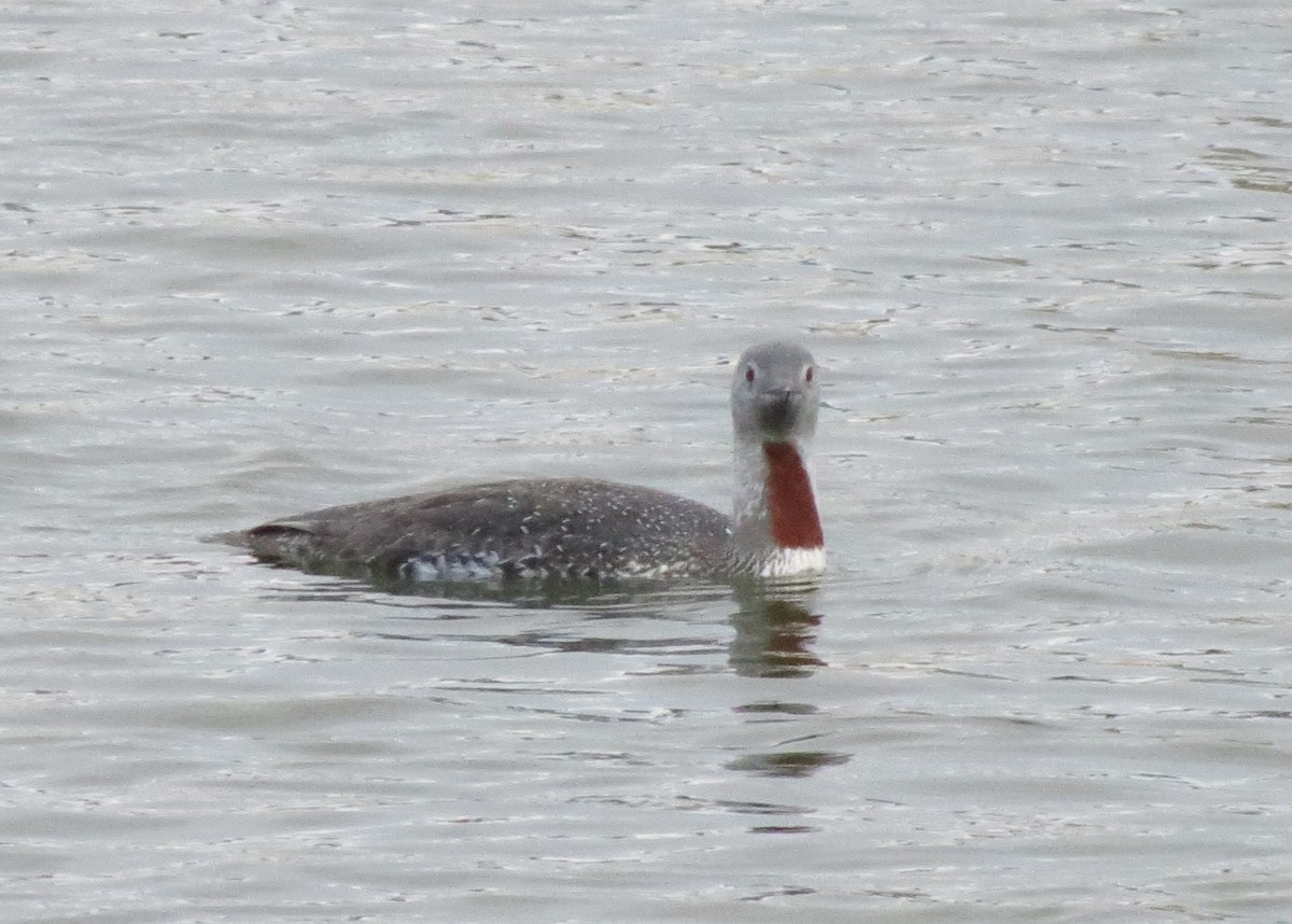 Red-throated Loon - Fran Kerbs