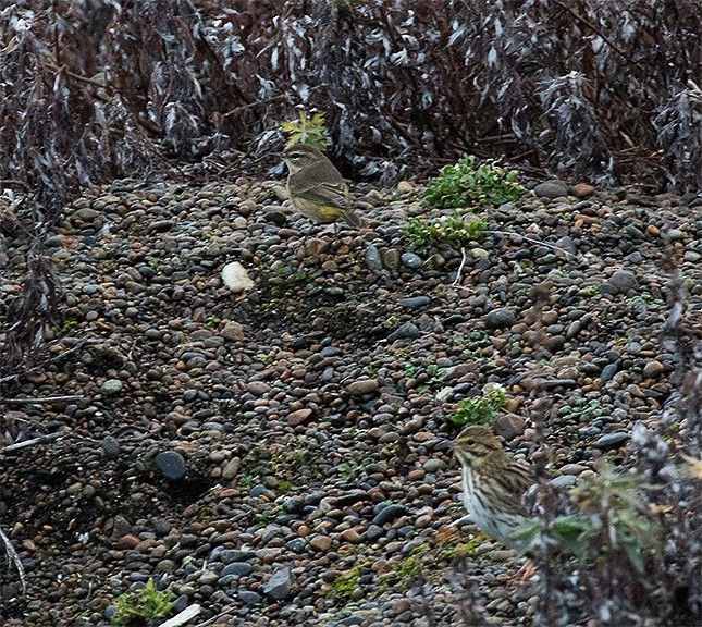 Palm Warbler (Western) - ML117622511