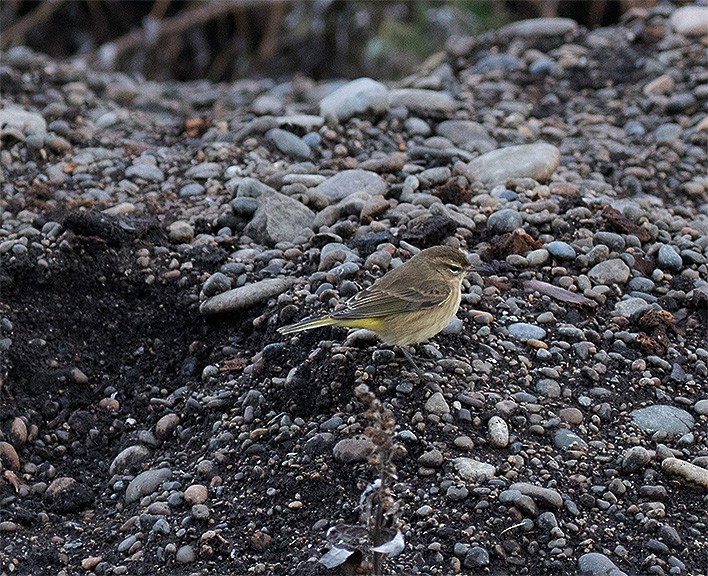 Palm Warbler (Western) - ML117622611