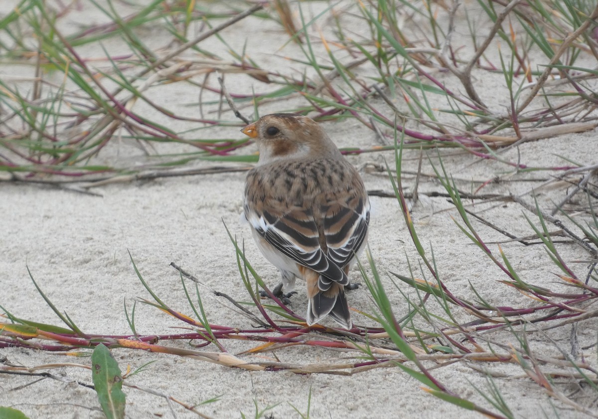 Snow Bunting - ML117623411