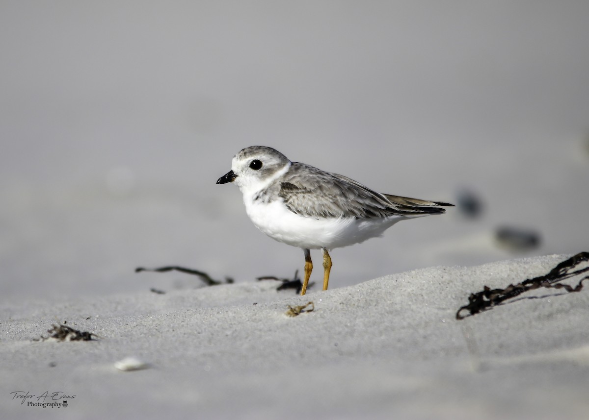 Piping Plover - Trefor Evans