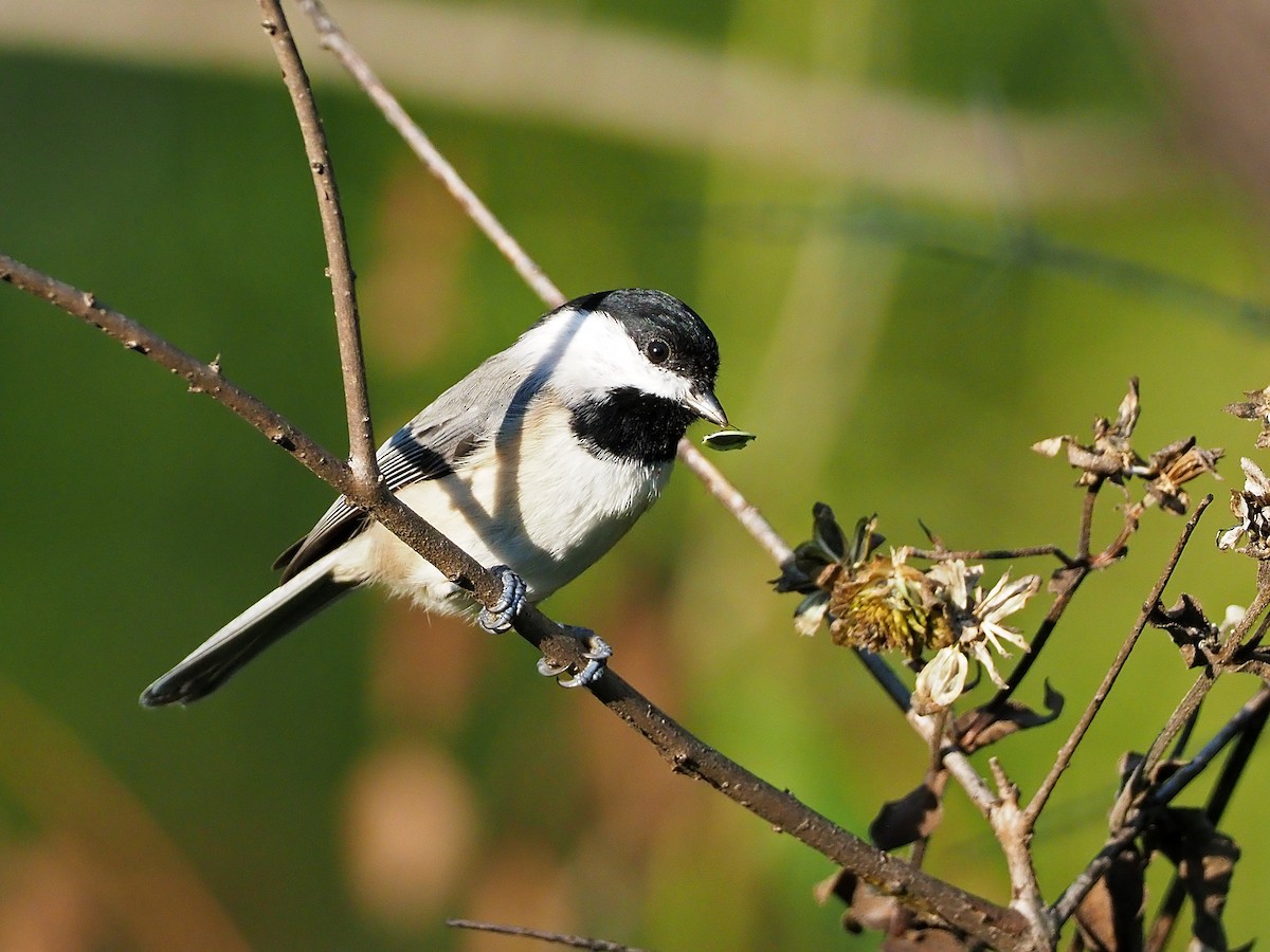 Carolina Chickadee - ML117627201