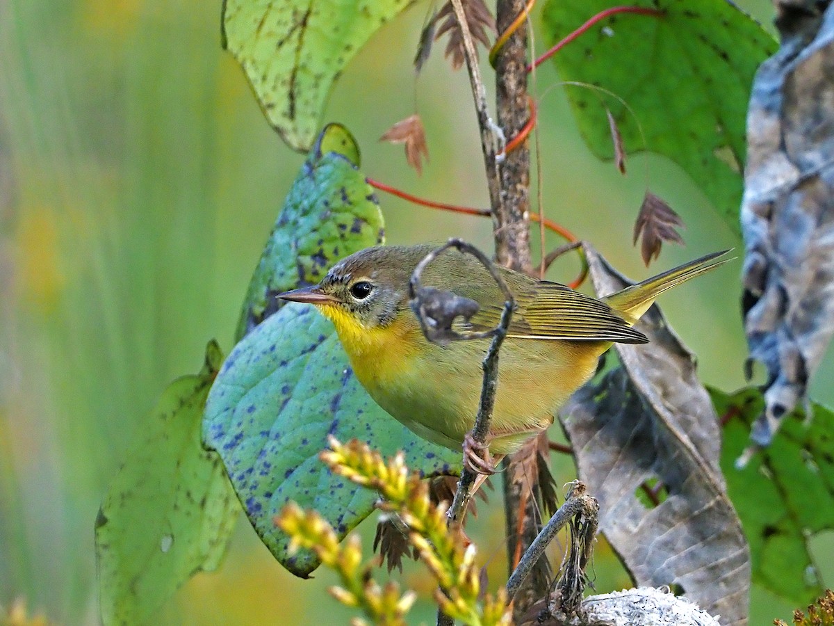 Common Yellowthroat - Gary Mueller