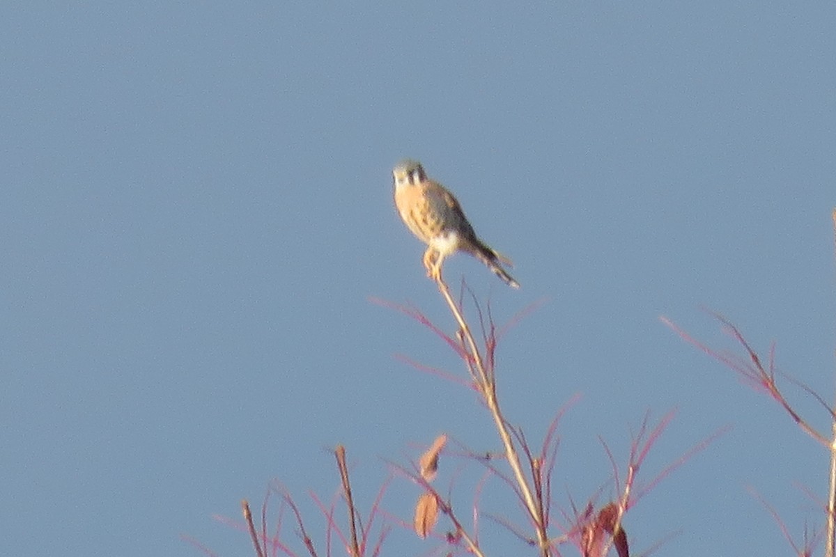 American Kestrel - Curtis Mahon