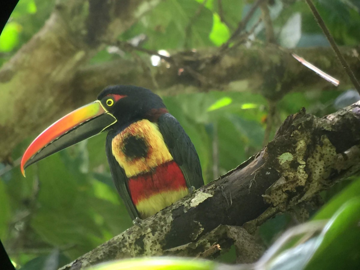 Fiery-billed Aracari - ML117631271