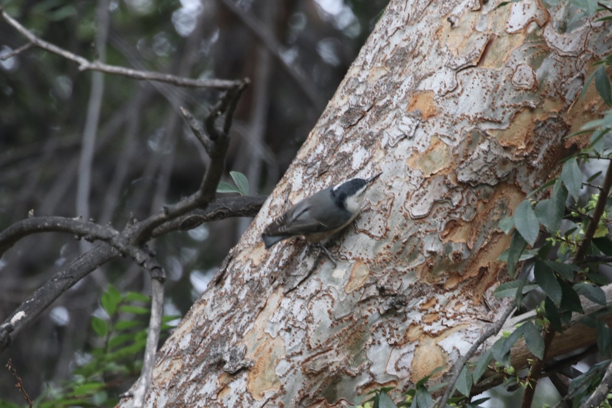 White-breasted Nuthatch - Roger Woodruff