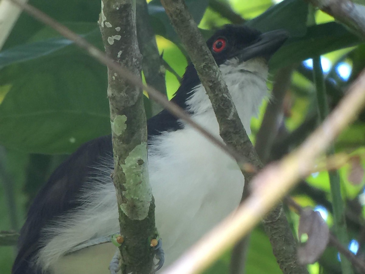 Great Antshrike - ML117633281