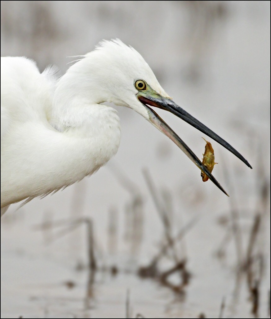 Little Egret - ML117633541