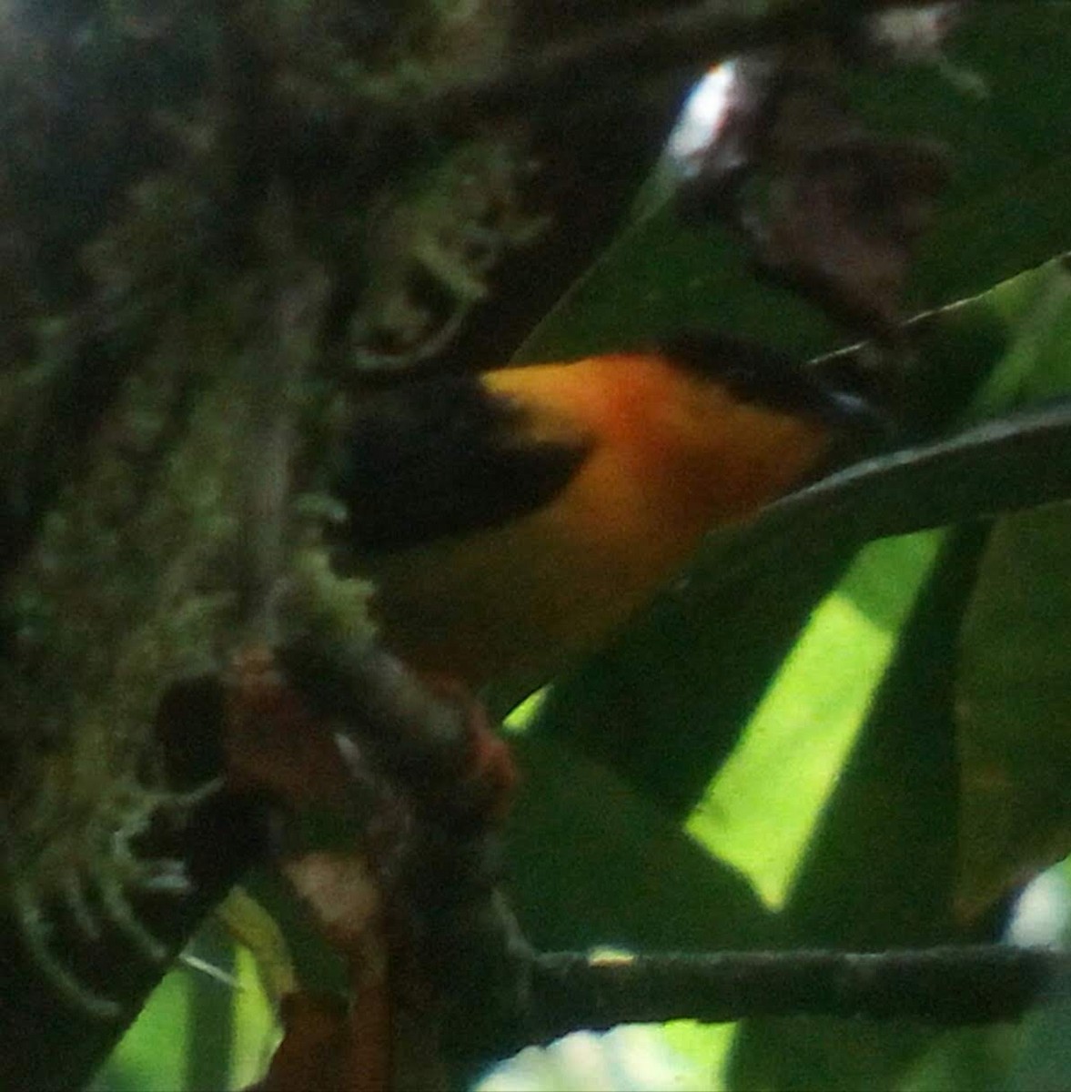 Orange-collared Manakin - Lavae Aldrich