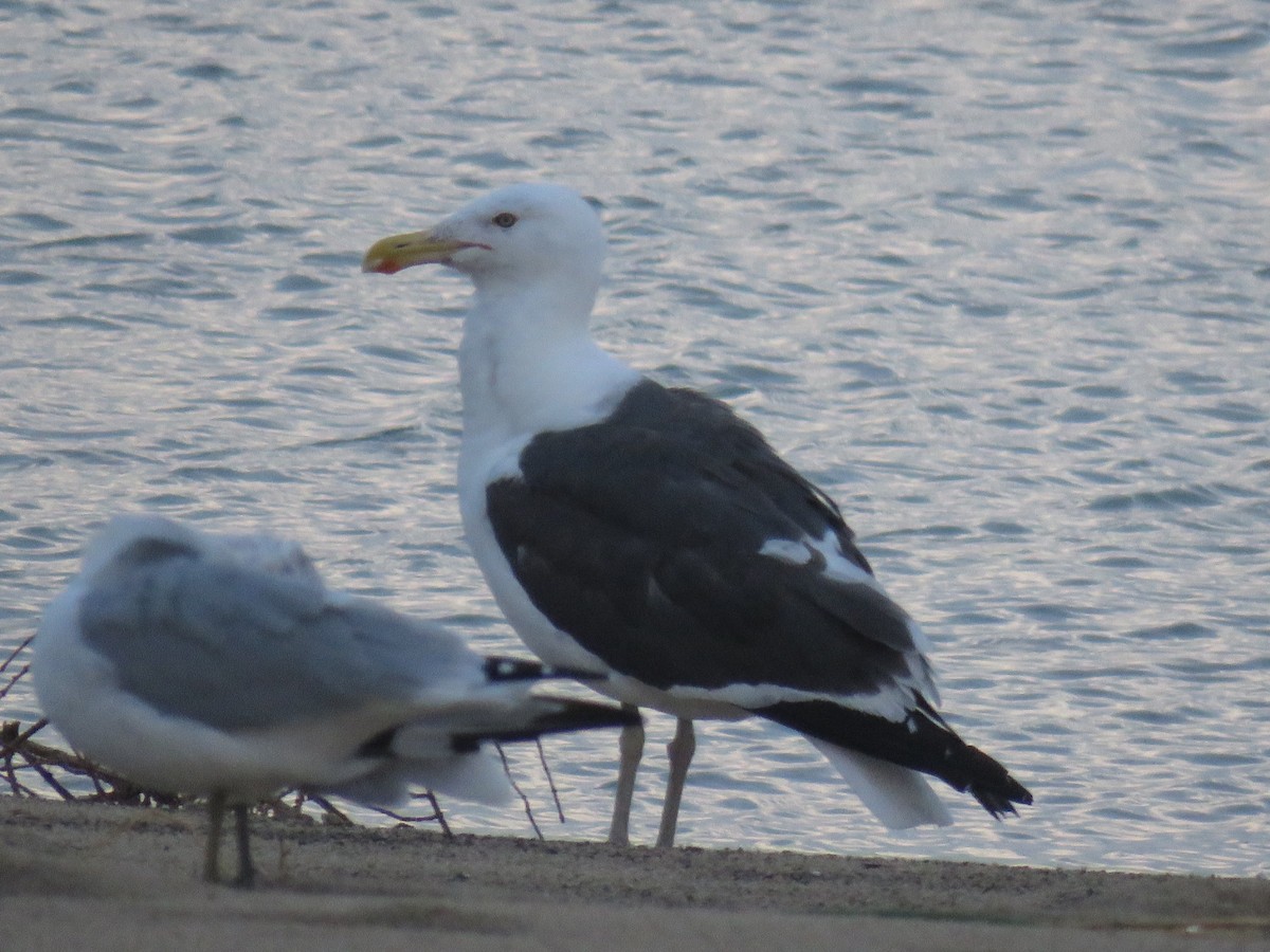 Kelp x American Herring Gull (hybrid) - ML117635781