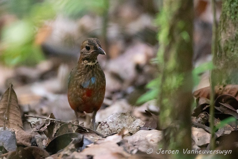 North Papuan Pitta - ML117636101