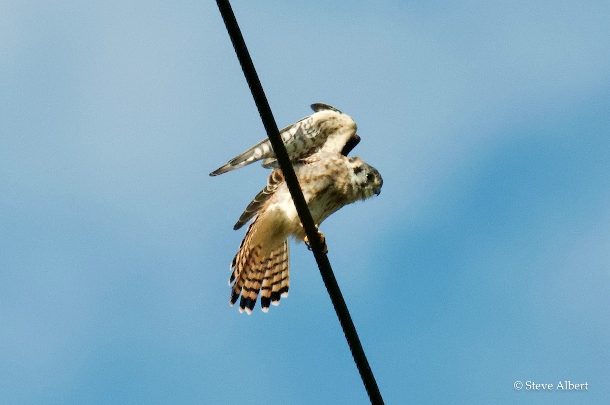 American Kestrel - ML117636361