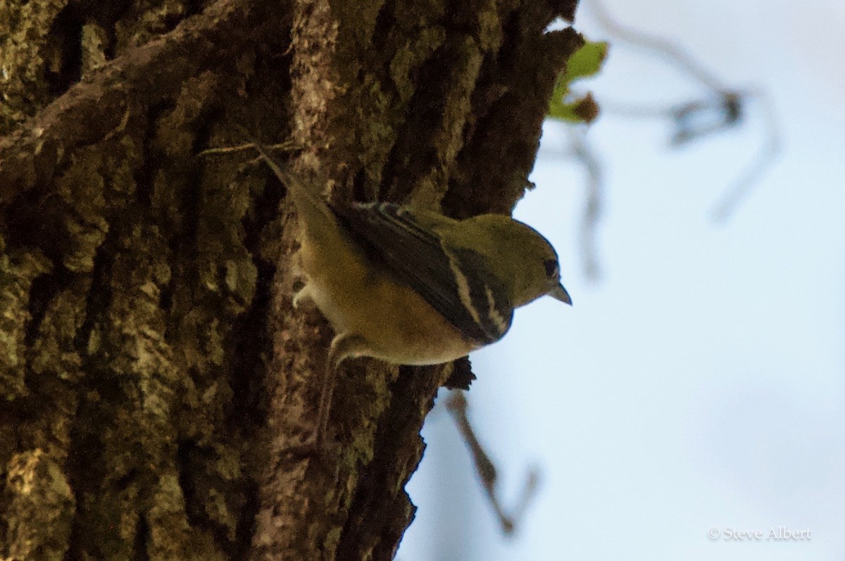 Bay-breasted Warbler - ML117636441