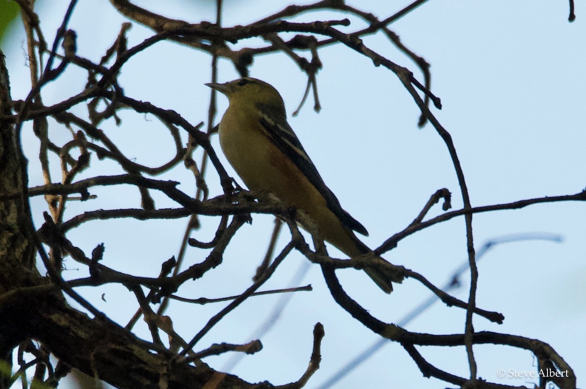 Bay-breasted Warbler - Steve A