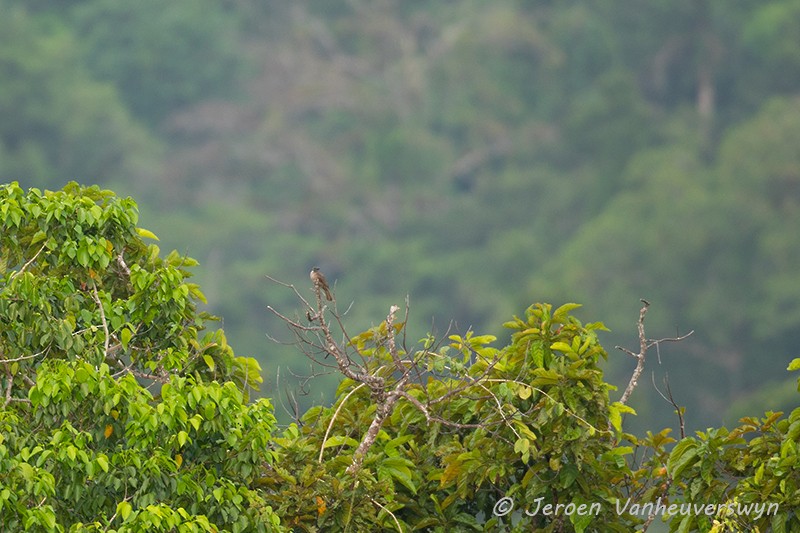 Meyer's Friarbird - Jeroen Vanheuverswyn