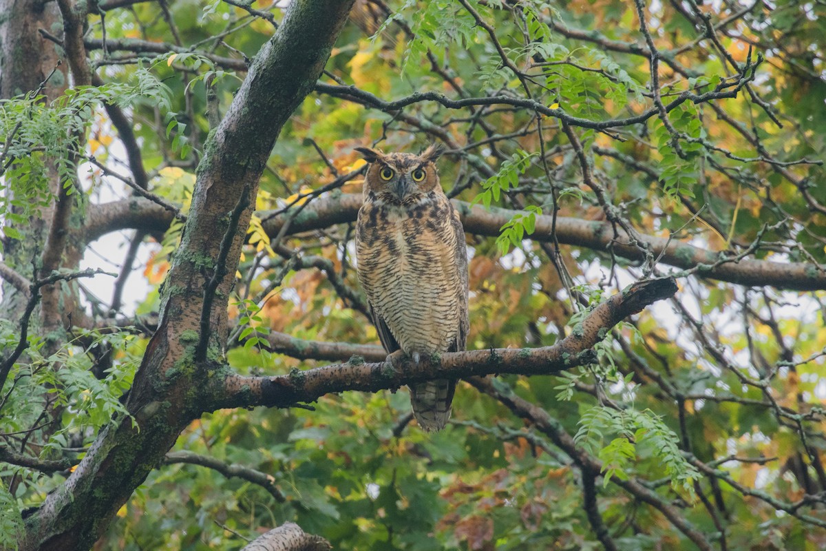 Great Horned Owl - ML117637521