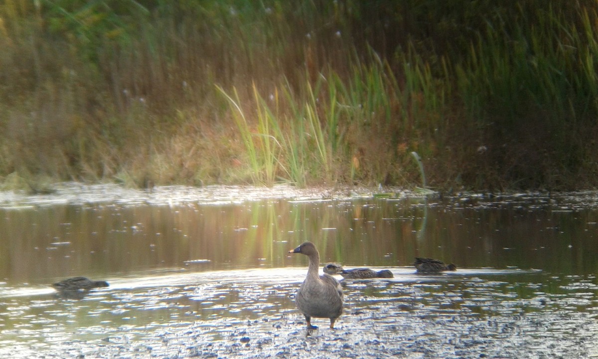 Tundra Bean-Goose - Aman Mottaqui-Tabar