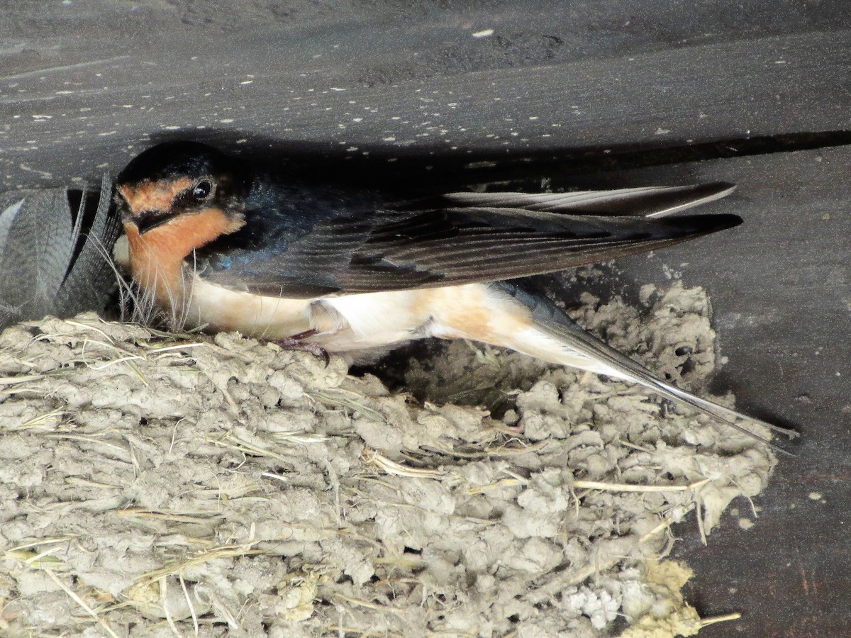 låvesvale - ML117638421