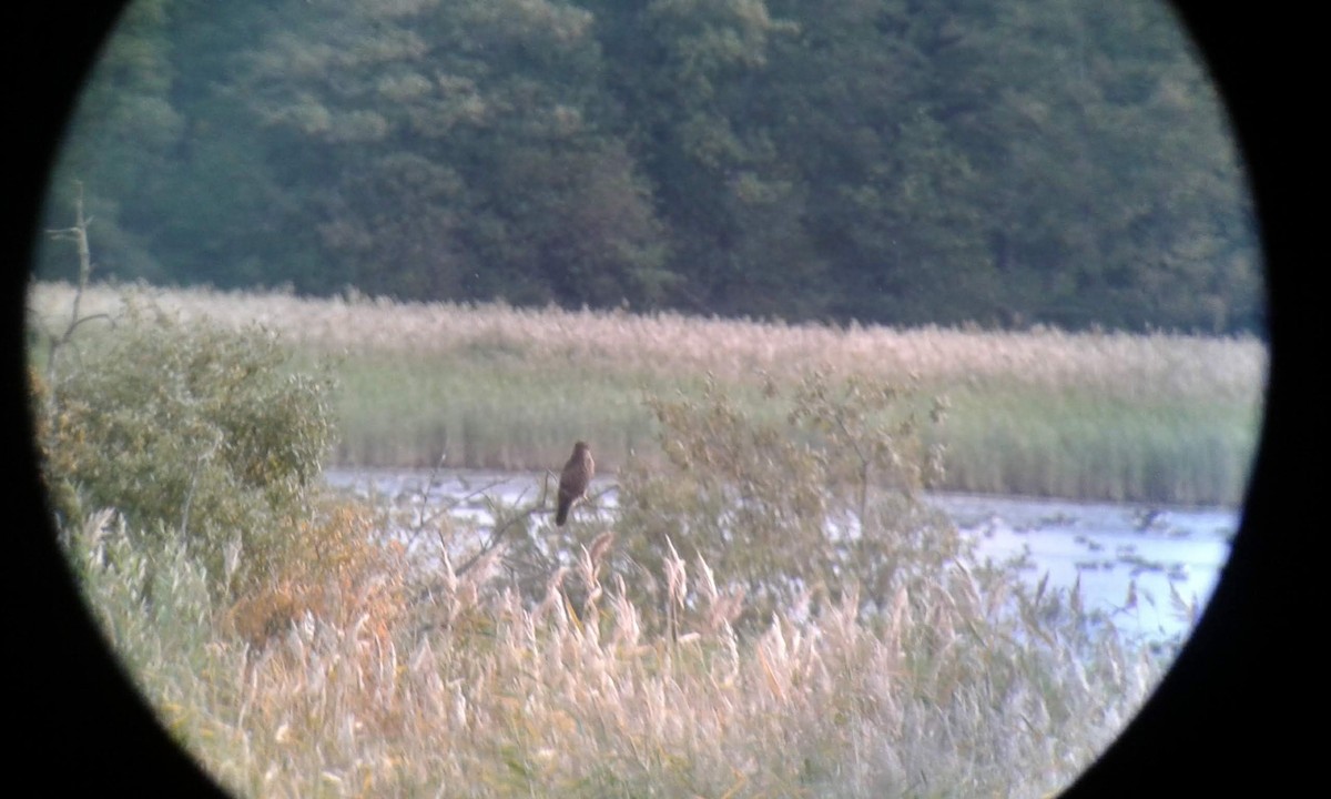 Western Marsh Harrier - ML117638791