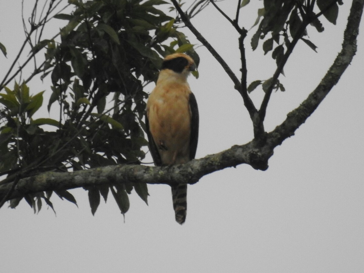 Laughing Falcon - Francisco Dubón