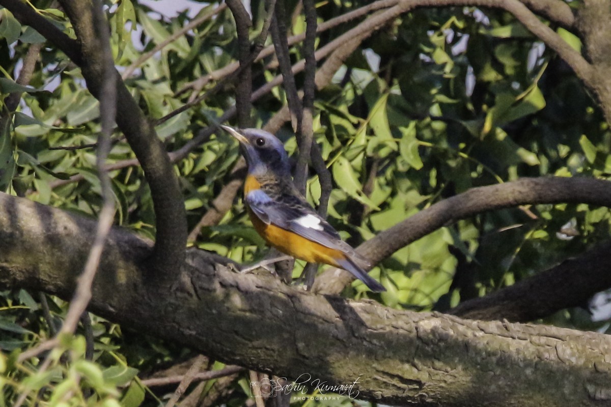 Blue-capped Rock-Thrush - ML117640301