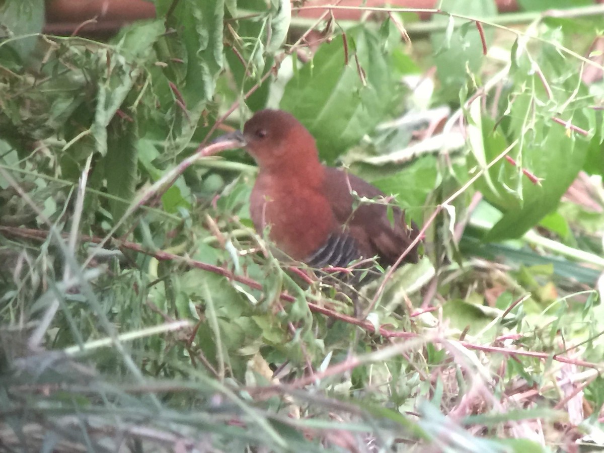 White-throated Crake - ML117641971