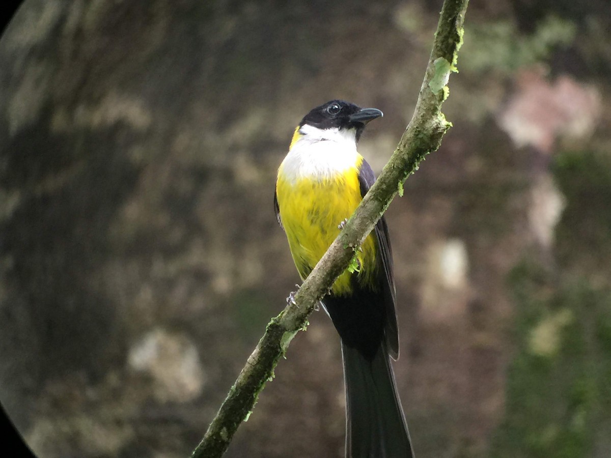 White-throated Shrike-Tanager - Lavae Aldrich