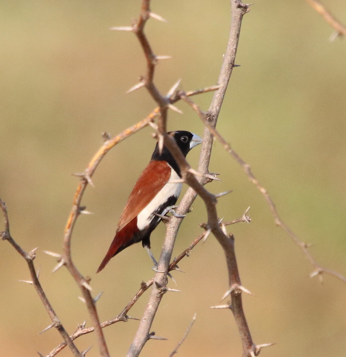 Tricolored Munia - ML117644561