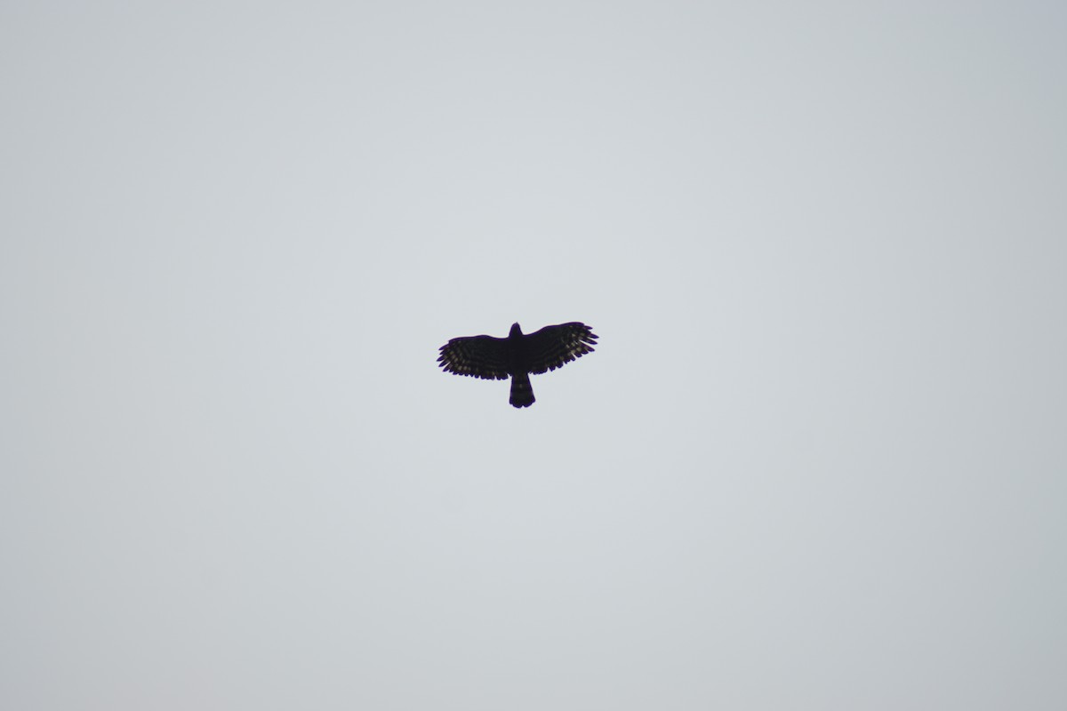 Чёрный хохлатый орёл - ML117644901