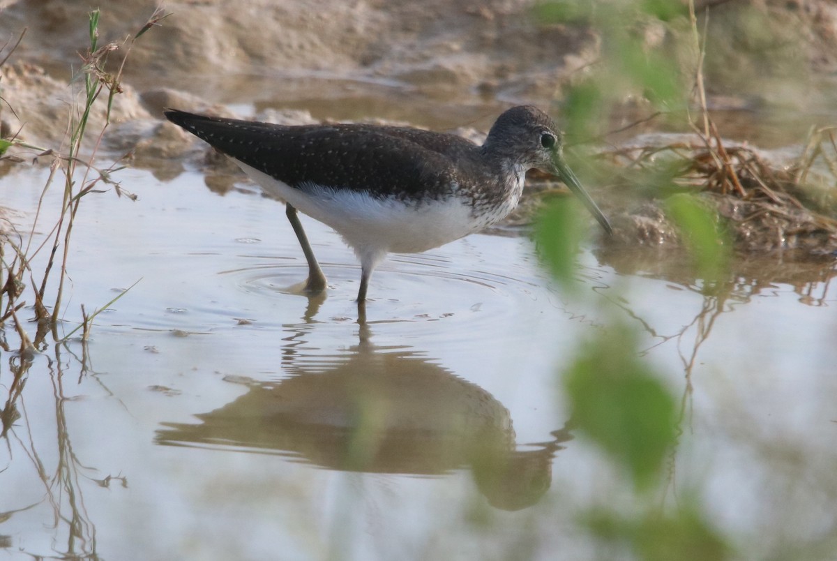 Green Sandpiper - ML117645471