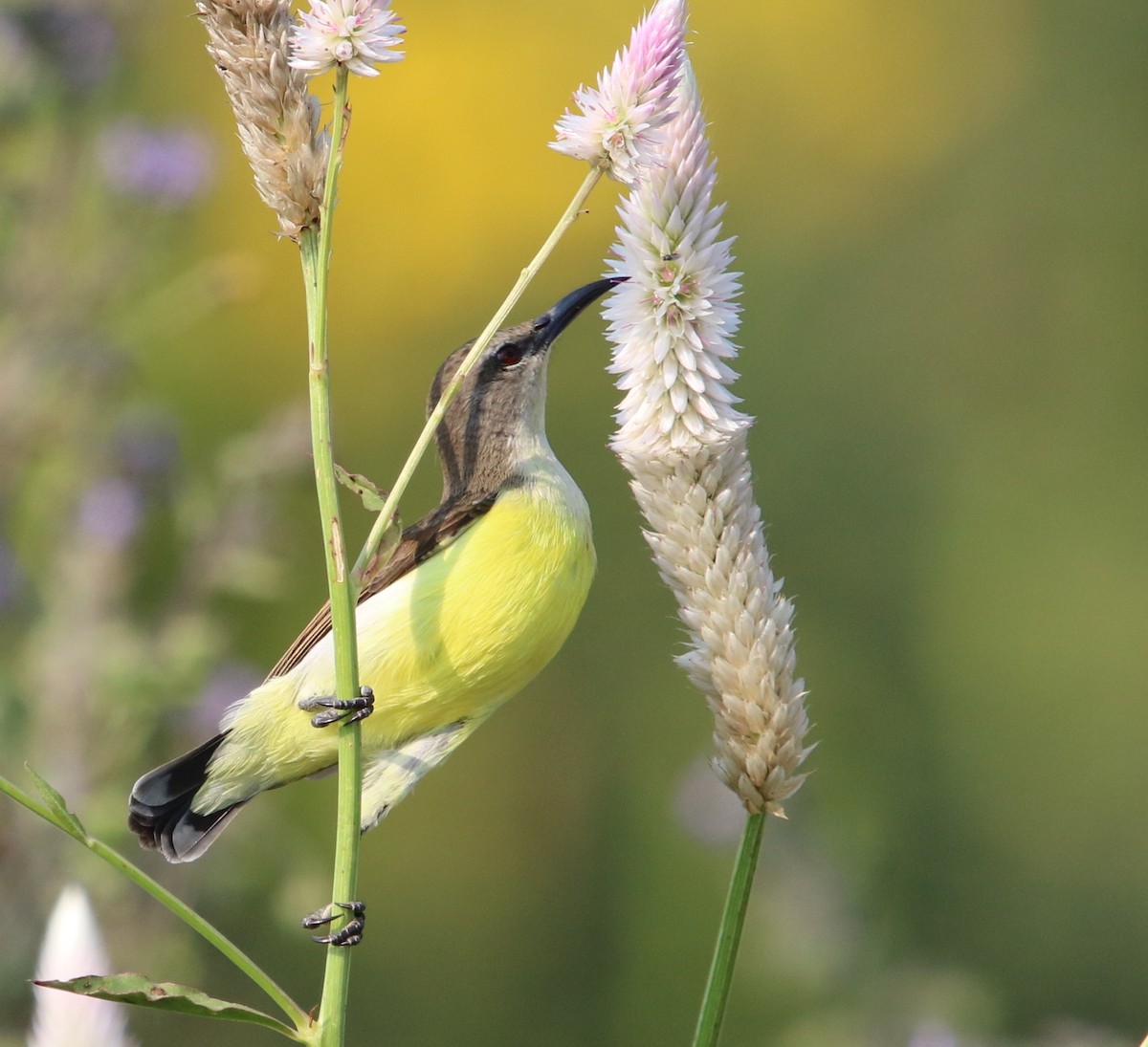 Purple-rumped Sunbird - ML117645931