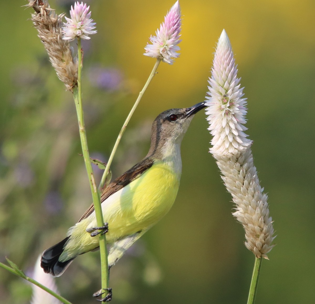 Purple-rumped Sunbird - ML117646031