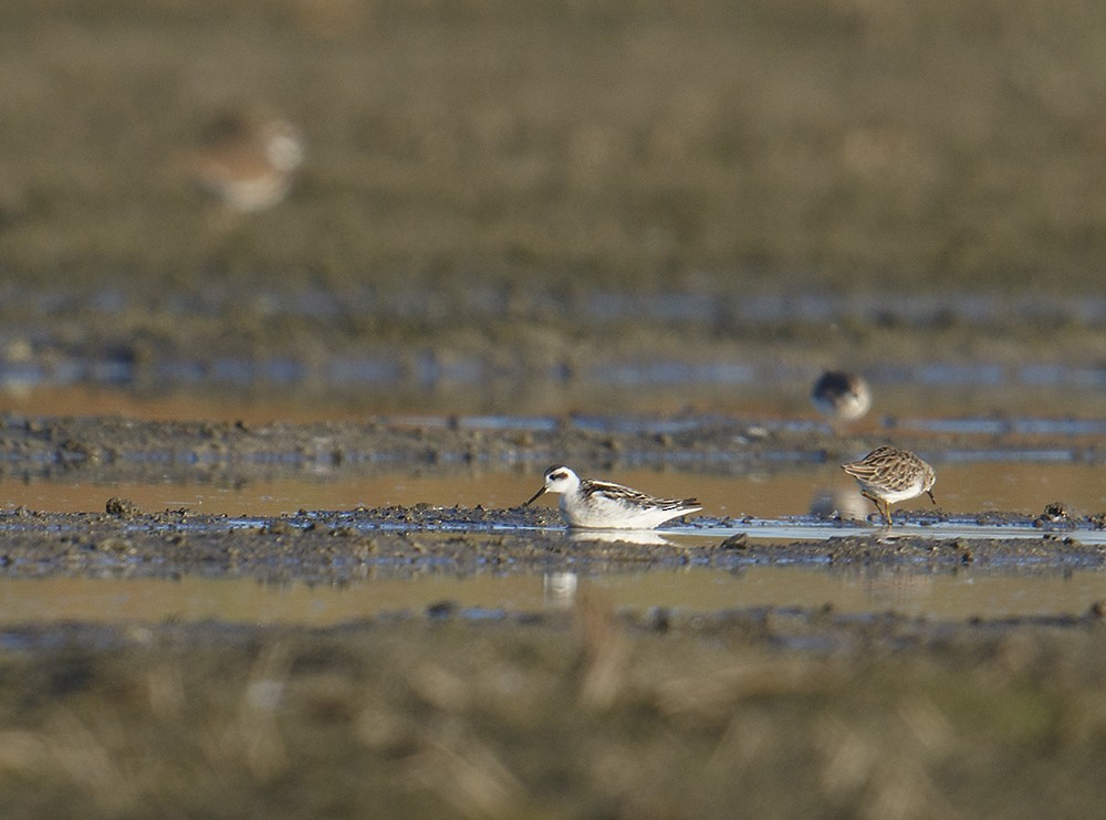 Red-necked Phalarope - ML117648141