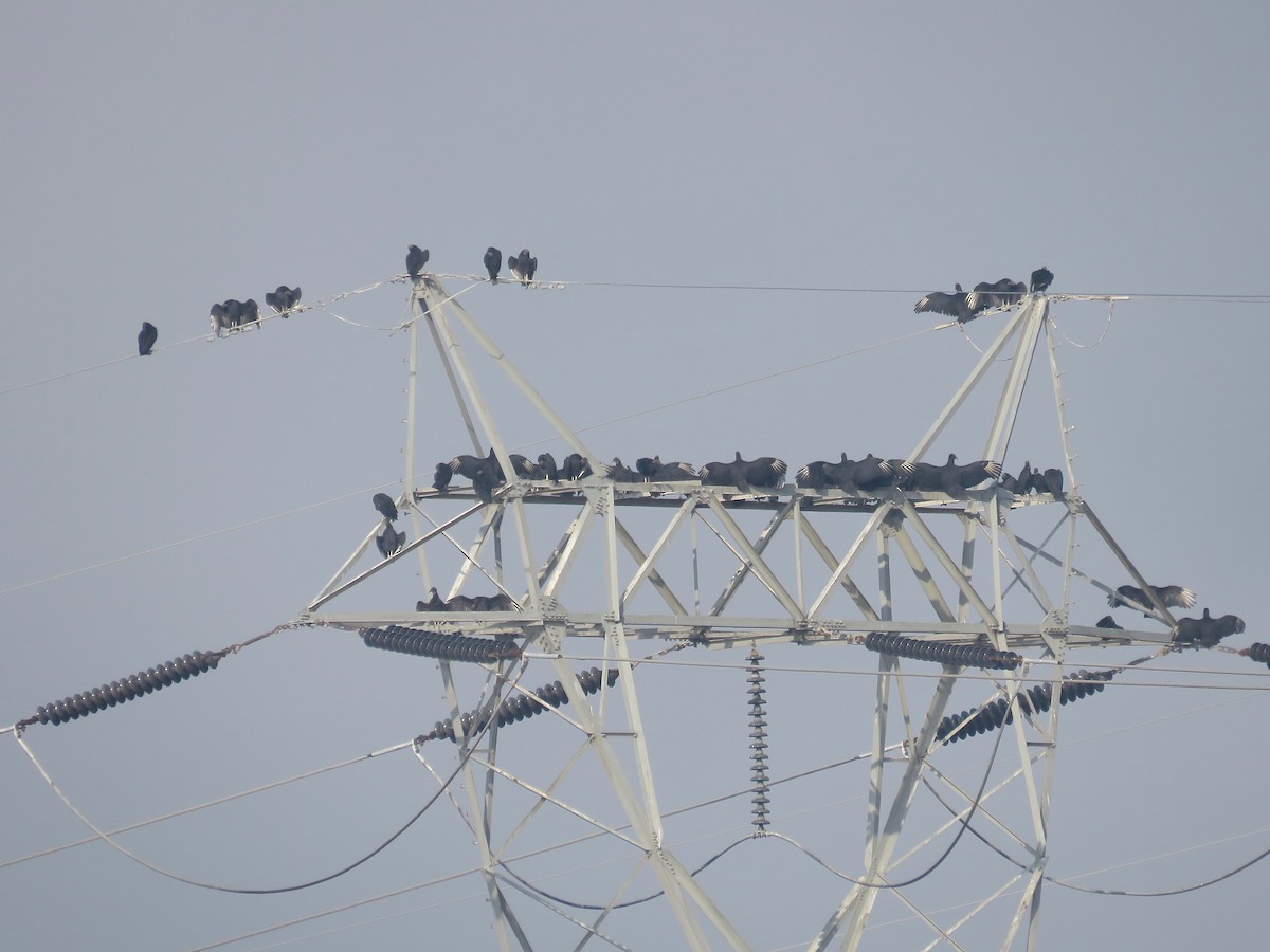 Black Vulture - Tom Amico