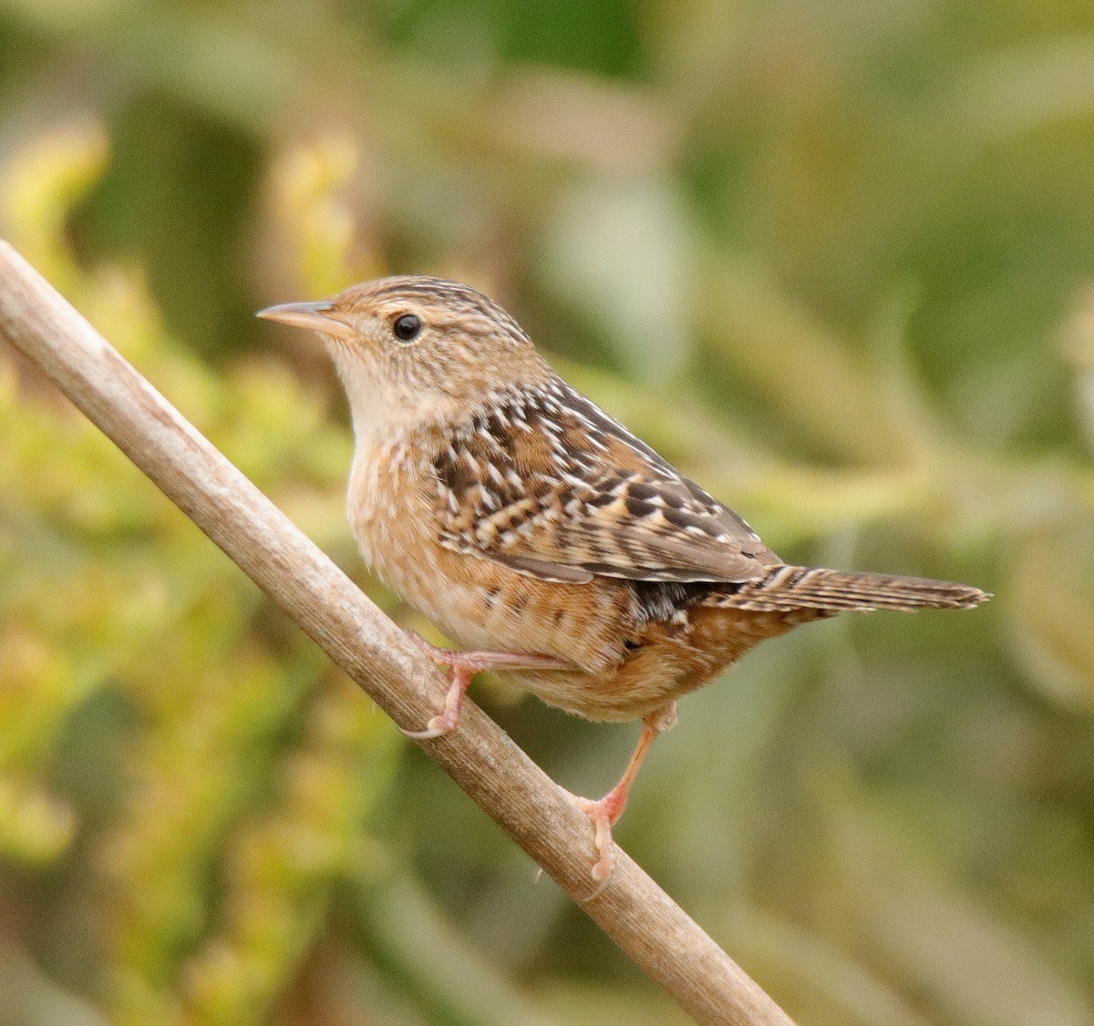 Sedge Wren - ML117651781